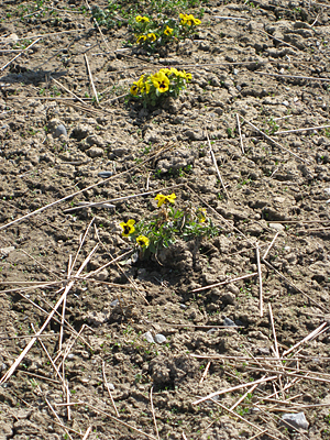 pansy unmulched